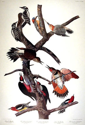 Item #7917 Hairy Woodpecker, Red-bellied Woodpecker, Red-shafted Woodpecker, Lewis Woodpecker,...