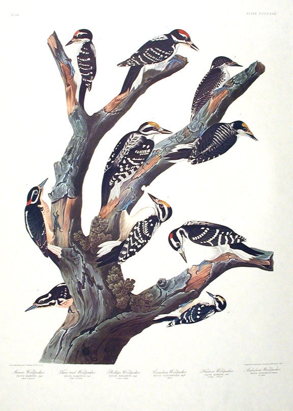 Item #7919 Maria’s Woodpecker, Three-toed Woodpecker, Phillips' Woodpecker, Canadian Woodpecker, Harris's Woodpecker, Audubon's Woodpecker. From "The Birds of America" (Amsterdam Edition). John James AUDUBON.