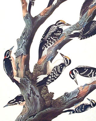 Maria’s Woodpecker, Three-toed Woodpecker, Phillips' Woodpecker, Canadian Woodpecker, Harris's Woodpecker, Audubon's Woodpecker. From "The Birds of America" (Amsterdam Edition)