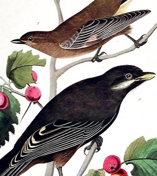 Little Tawny Thrush, Canada Jay. From "The Birds of America" (Amsterdam Edition)