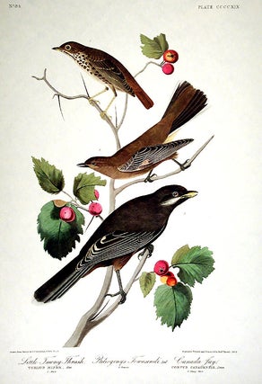 Item #7923 Little Tawny Thrush, Canada Jay. From "The Birds of America" (Amsterdam Edition). John...