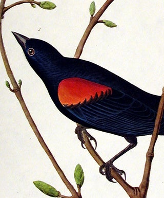 Prairie Starling. From "The Birds of America" (Amsterdam Edition)