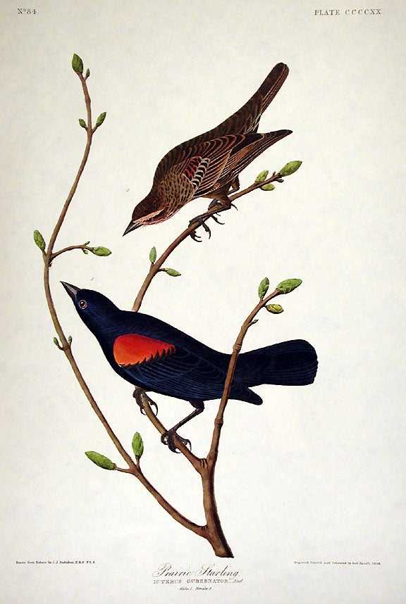 Item #7925 Prairie Starling. From "The Birds of America" (Amsterdam Edition). John James AUDUBON.