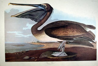 Item #7926 Brown Pelican. From "The Birds of America" (Amsterdam Edition). John James AUDUBON