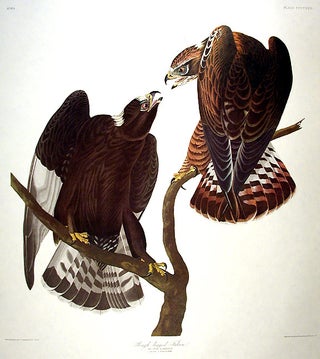 Item #7928 Rough-legged Falcon. From "The Birds of America" (Amsterdam Edition). John James AUDUBON