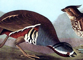 Plumed Partridge, Thick-legged Partridge. From "The Birds of America" (Amsterdam Edition)
