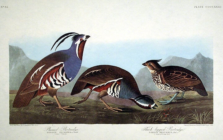 Plumed Partridge, Thick-legged Partridge. From The Birds of America ...