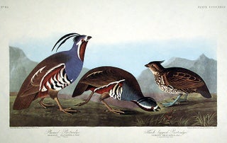 Item #7929 Plumed Partridge, Thick-legged Partridge. From "The Birds of America" (Amsterdam...