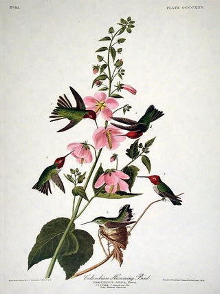 Item #7932 Columbian Hummingbird. From "The Birds of America" (Amsterdam Edition). John...