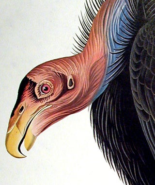 California Vulture. From "The Birds of America" (Amsterdam Edition)