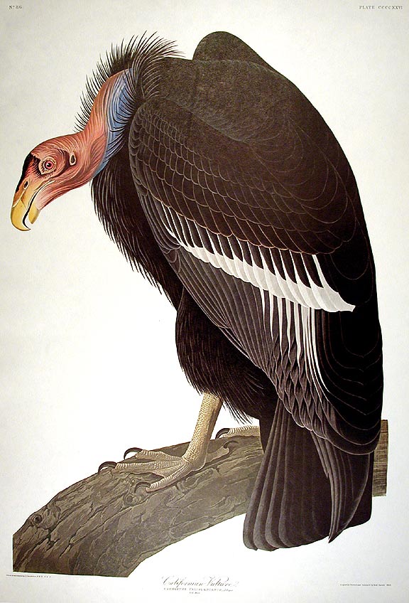 Item #7933 California Vulture. From "The Birds of America" (Amsterdam Edition). John James AUDUBON.