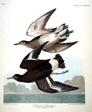 Item #7935 Townsends Sandpiper. From "The Birds of America" (Amsterdam Edition). John James AUDUBON