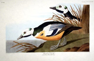Item #7936 Western Duck. From "The Birds of America" (Amsterdam Edition). John James AUDUBON