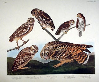 Item #7939 Burrowing Owl, Large-headed Burrowing Owl, Little night Owl, Columbian Owl,...
