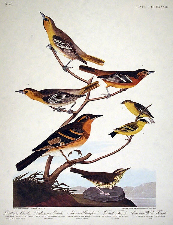 Item #7941 Bullock&rsquo;s Oriole, Baltimore Oriole, Mexican Goldfinch, Varied Thrush, Common Water Thrush. From "The Birds of America" (Amsterdam Edition). John James AUDUBON.