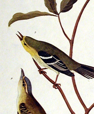 Little Tyrant Fly-catcher, Small-headed Fly-catcher, Blue Mountain Warbler, Common Water Thrush. From "The Birds of America" (Amsterdam Edition)