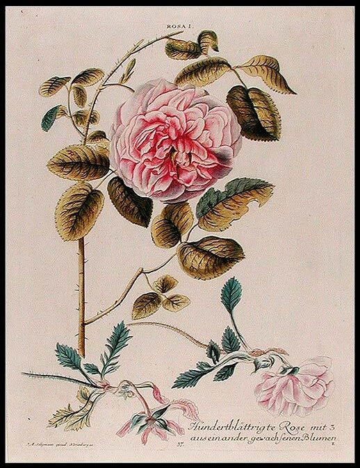 Item #7969 Rosa I, Hundertbl&auml;ttrigte Rose mit 3 auseinander gewachsenen Blumen. Christoph Jakob TREW.
