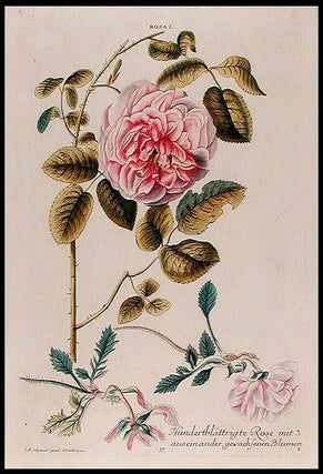 Item #7969 Rosa I, Hundertblättrigte Rose mit 3 auseinander gewachsenen Blumen. Christoph Jakob...
