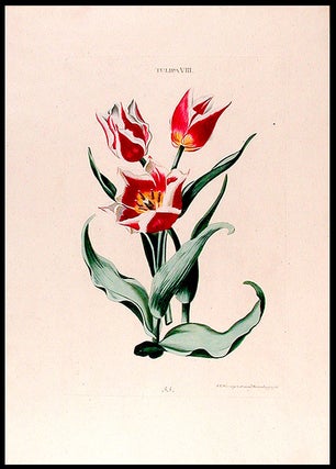 Item #7977 Tulipa VIII. Christoph Jakob TREW