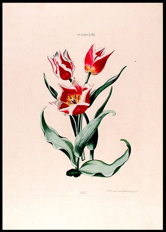 Item #7977 Tulipa VIII. Christoph Jakob TREW.