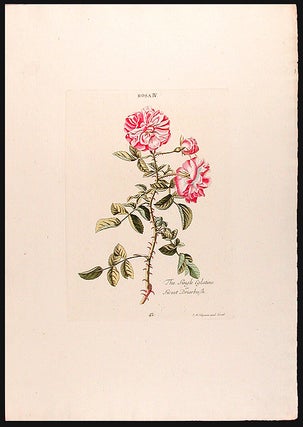 Item #7979 Rosa IV, The Single Eglatine or Sweet Briarbush. Christoph Jakob TREW