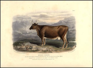 Item #8434 Kerry Breed. David LOW