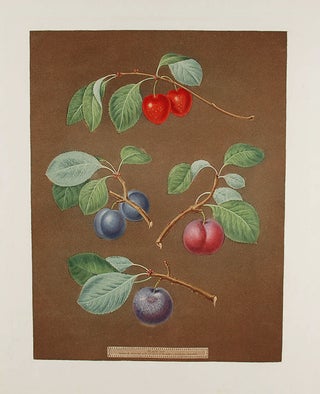 Item #8445 [Plums] Cherry Plum; Laurance Plum; French Orlean; Common Orlean. After George BROOKSHAW