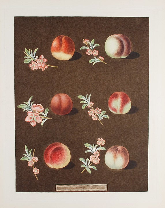 Item #8446 [Nectarine] Vermash Nectarine; Violet Hâtive Nectarine; Roman Nectarine; North's Scarlet Nectarine; Elrouge Nectarine; Peterborough Nectarine. After George BROOKSHAW.