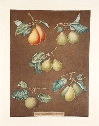 Item #8448 [Pears] King Catherine Pear (Catherine Royal); Lemon Pear; Late Petite Muscat; Oignon...