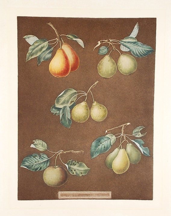 Item #8448 [Pears] King Catherine Pear (Catherine Royal); Lemon Pear; Late Petite Muscat; Oignon La Reine; Long stalked Blanquet. After George BROOKSHAW.