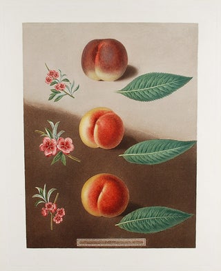 Item #8462 [Peach] Millet's Peach, Superb Royal Peach, Double Swalsh Peach. After George BROOKSHAW
