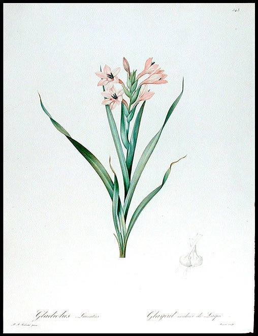 Item #8488 Gladiolus Laccatus / Glayeul couleur de Laque [Meriana Watsonia]. Pierre-Joseph REDOUT&Eacute;.