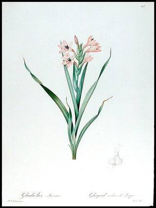 Item #8488 Gladiolus Laccatus / Glayeul couleur de Laque [Meriana Watsonia]. Pierre-Joseph...