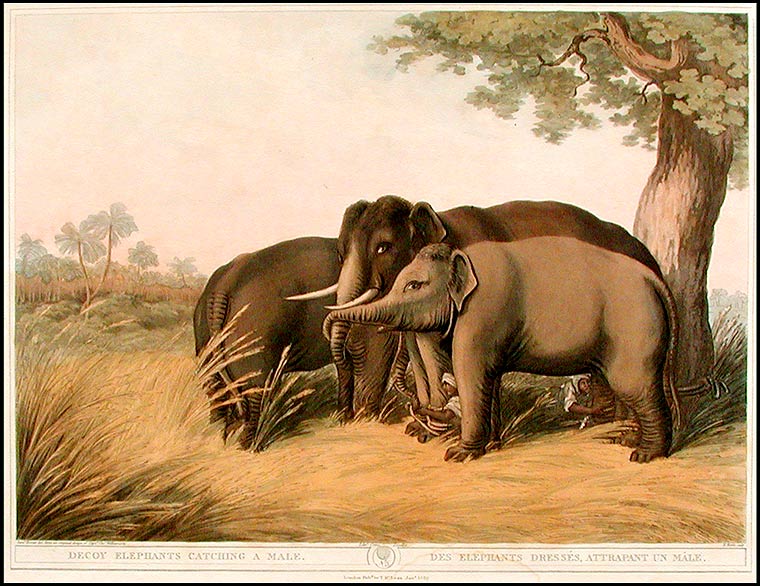 Item #8517 Decoy Elephants Catching a Male/Des Elephants Dressés, Attrapant un Mâle. Samuel HOWITT.