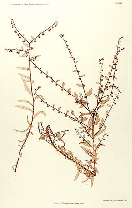 Echinospermum deflexum
