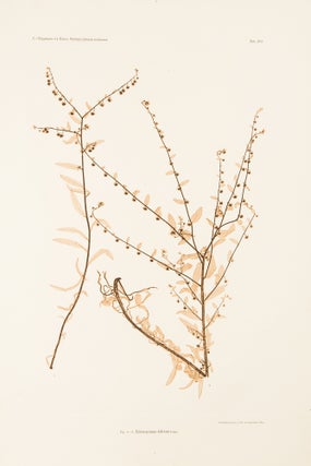 Item #8553 Echinospermum deflexum. Constantin Freiherr Von ETTINGSHAUSEN, Alois POKORNY