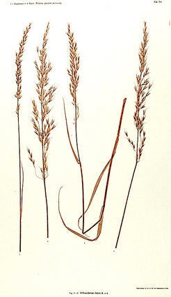 Arrhenatherum elatius