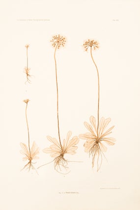Item #8575 Primula farinosa. Constantin Freiherr Von ETTINGSHAUSEN, Alois POKORNY