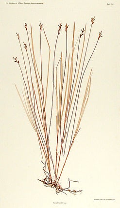 Carex brizoides
