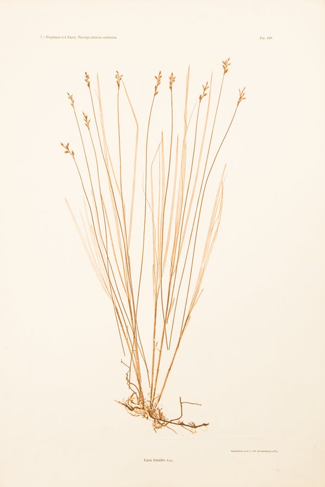 Item #8594 Carex brizoides. Constantin Freiherr Von ETTINGSHAUSEN, Alois POKORNY.