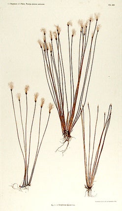 Eriophorum alpinum