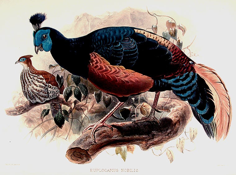 Item #8678 Euplocamus Nobilis [Noble Pheasant]. Joseph WOLF.