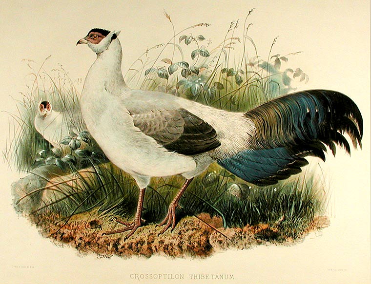 Item #8681 Crossoptilon Thibetanum [Hodgson's Eared Pheasant]. Joseph WOLF.