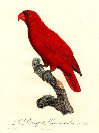 Item #8783 Le Perroquet Lori-unicolor [Lory (Lorius sp.)]. Jacques BARRABAND