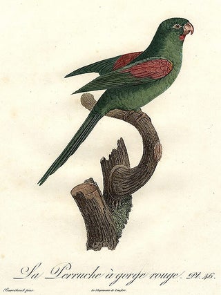 Item #8784 Orange-chinned Parakeet. (La Perruche &agrave; gorge rouge) (Brotogeris sp.)]. Jacques...