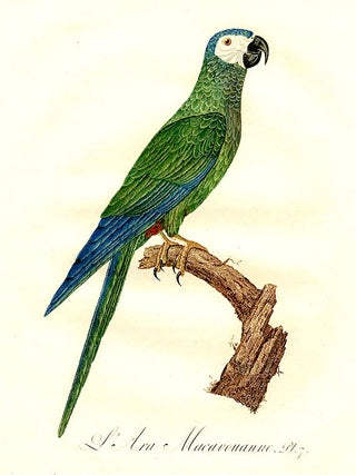 Item #8785 [Red-bellied Macaw] L'Ara Macavouanne. Jacques BARRABAND
