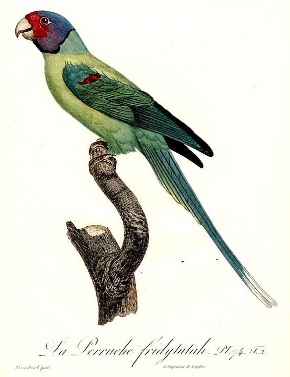 Item #8825 La Perruche fridytutah [Plum-headed Parakeet (Psittacula cyanocephala)]. Jacques BARRABAND.