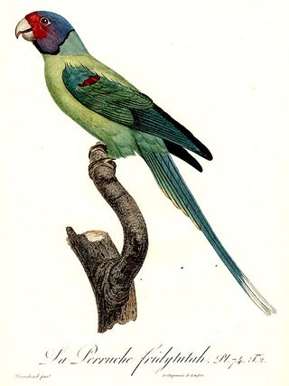 Item #8825 La Perruche fridytutah [Plum-headed Parakeet (Psittacula cyanocephala)]. Jacques...