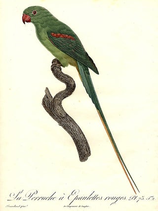 Item #8834 Alexandrine Parakeet. (La Perruche &agrave; Epaulettes rouges) (Psittacula eupatria)]....