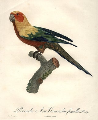 Item #8845 Perruche Ara Guarouba femelle [Sun Conure (Aratinga euops)]. Jacques BARRABAND, 1767/
